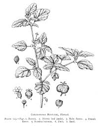 Image result for Chrozophora plicata