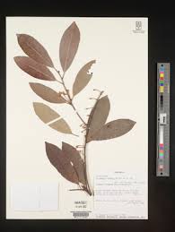 Image result for Mimusops obtusifolia