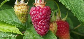 Maybe you would like to learn more about one of these? Growing Raspberries From Planting To Harvest