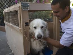 Maybe you would like to learn more about one of these? Uae Pet Relocations By Animal People Dubai Abu Dhabi Dkc