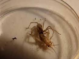 Wolf spiders often jump on their prey. Wolf Spider Eat Cricket Youtube