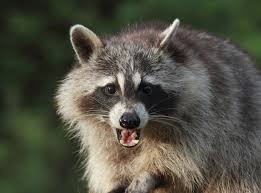 Before calling a professional to exterminate pests or do it yourself, it's important to determine what type of pests are in your crawl space. Virginia Animal Removal Wildlife Control Virginia Wildlife Removal