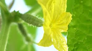The first yellow flowers appearing on the plants are male flowers that provide. Blooming Cucumber Garden Business Yellow Stock Footage Video 100 Royalty Free 1028273705 Shutterstock