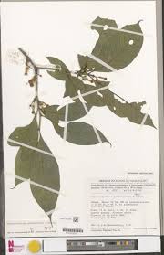 Image result for Tabernaemontana penduliflora