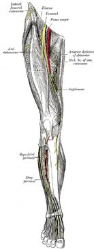 Get to know the leg muscles, where they are located, and how they function with the list that we've provided below. Can You Name The Parts Of A Human Leg Science Trends