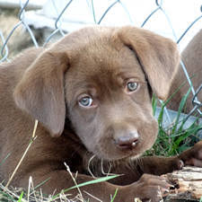 Andy rooney dave barry jerry seinfeld.and more at a generous size. American Chocolate Labs For Sale Online