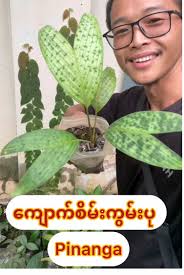 Begonia Soluta: The Colorful Beauty of Myanmar's Nature