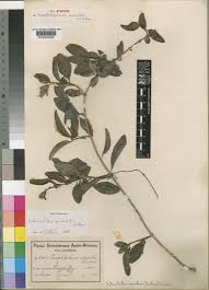 Image result for Sclerochiton hirsutus