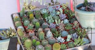 More offers from cactus club cafe. 2019 San Francisco Succulent Show Plant Sale In San Francisco At