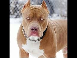 Pitbull La Nasil Oynanir Pitbull Cenesinin Gucu Kartonu Ne Hale Getiriyor Hayvan Videolari Youtube
