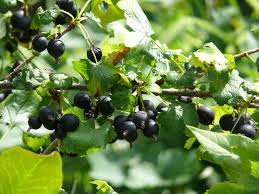 Casseillier Ou Caseillier Ribes X Nidigrolaria