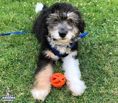 Aussiedoodle puppies florida can vary in prices depending on the breeder. Baebsnh A6unmm
