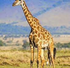 شاهدوا بالفيديو لحظات ولادة زرافة giraffe animals