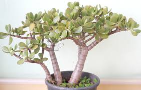 Personalízalo con tu color de maceta y piedras favorito, y el mensaje que desees, este debe ser máximo de 22 caracteres. Planta Jade Crassula Ovata Como Cuidar E Fazer Florescer Minijardim E Cia