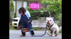 1080p] Super Monkey & Lovely Dog Season 01, Ep 17 - YouTube