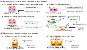 Image result for Tissue-selective Estrogen Complex