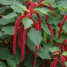 Image result for Acalypha hispida