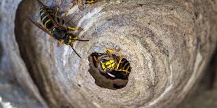 Easy Wasp Identification: A Visual Guide To 19 Common Types Of Wasps –  Garden Betty