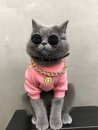  43 Haiwan Lucu Ideas In 2021 Haiwan Lucu Haiwan Peliharaan Gambar Hantu