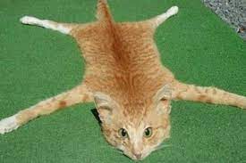Domestic Cat Skin Rug Offends Animal Rights Activists A Domestic Cat Stuffed And Displayed As A Tiger Style Rug Put Up For Sale Online Cat Skin Cats Skin Rug
