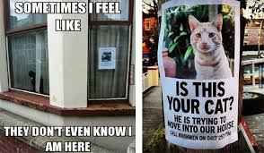 Funny cat memes and dog memes are common in pets, and people love to have them around. Lolcats Clean Lol At Funny Cat Memes Funny Cat Pictures With Words On Them Lol Cat Memes Funny Cats Funny Cat Pictures With Words On
