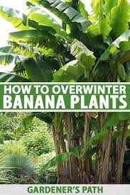 Banana plant (sucker, rhizome/corm, tissue culture, or full plant to transplant). How To Overwinter Banana Plants Gardener S Path