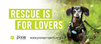 Adopt a pet at the oregon humane society in portland. The Pixie Project Home Facebook