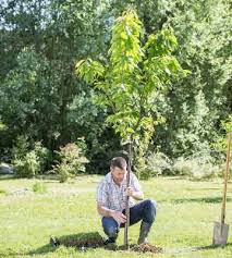 Vous avez un peu d'espace dans votre jardin, plantez des arbres fruitiers. Planter Un Arbre Fruitier En Quelques Etapes Truffaut