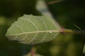 Image result for Ficus pygmaea