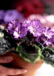 They are known as wavy or ruffled leaf type. African Violet Better Homes Gardens