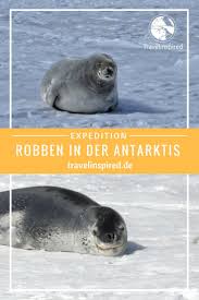 Es liegt robbenduft in der luft eisbären können robben riechen, selbst wenn sie noch 32 km weit weg sind. Welche Robben Leben In Der Antarktis Travelinspired Antarktis Sudamerika Reise Reisen