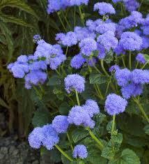 It's available in both compact and taller varieties, which are perfect for cut flower bouquets. Ageratum Blue Horizon Sarah Raven