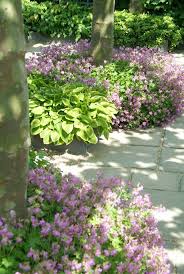 Beet Im Schatten Classroommanagement Beet Guidedreading S In 2020 Front Garden Design Plants Shade Garden