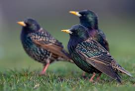 Star Art Einheimische Vogel Vogel Im Garten Heimische Vogel