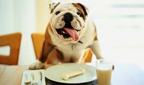 Raw diets for puppies and seniors. How To Give Your Dog A Healthy Diet Is Tinned Meat Or Raw Food Best For Fido Express Co Uk