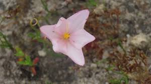 Image result for Gethyllis transkarooica