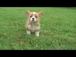 Find corgi puppies for sale with pictures from reputable corgi breeders. Met Welsh Corgi Puppy Youtube