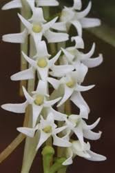 Image result for Cyrtorchis monteiroae