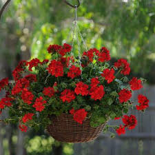 Kuvahaun tulos haulle hanging basket