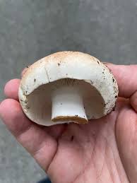 Image result for Russula compacta