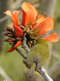 Image result for Erythrina afra