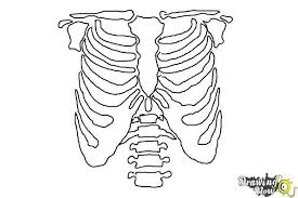 The rib cage has three important purposes : How To Draw A Rib Cage Drawingnow Rib Cage Drawing Rib Cage Drawings
