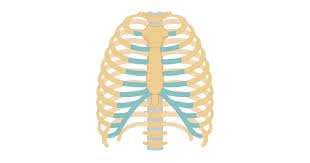 Illustration from vector about science and medical. Structure Of The Ribcage And Ribs