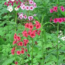 This likes a moisture retentive well drained soil. Primula Japonica Mix 5x Pkt Seeds Plant World Seeds