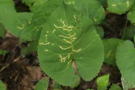 Image result for Scrobipalpula diffluella