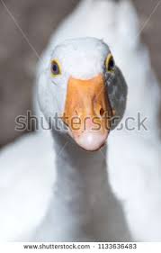 Black And White Bird With Big Orange Beak Funny Portrait Of Goose Head With Orange Beak In Focus White Bird Looking At Camera Close Up Selective Focus Portrait Animal Photography Stock Photos