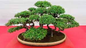 Bir bonsai'nin yaşamını sağlıklı bir şekilde sürdürebilmesi için, oldukça az miktarda. Bonsai Agaci Nasil Yetistirilir Bakimi Nasil Yapilir Bitkimania
