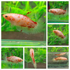 Live Betta Fish White Red Monster Big Size Halfmoon Plakat Female D16 Betta Fish Bettafish