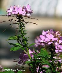 Image result for Cleome stricta