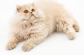 Pretty beautiful persian cat on black background. What Is A Persian Cat All To Do With Cats